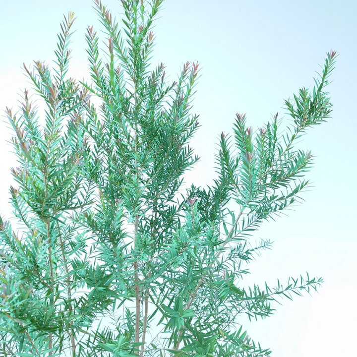 楽天市場 メラレウカレッドジェム 90cm ティーツリー 観葉植物 シンボルツリー 植木 おしゃれ 赤芽 通販 常緑 インテリア 庭木 オージープランツ オージーガーデン メラリュウカ インテリアグリーンやまのたえん 楽天市場 メラレウカレッドジェム 90cm ティーツリー 観葉植物 シンボルツリー 植木 おしゃれ 赤芽 通販 常緑 インテリア 庭木 オージープランツ オージーガーデン メラリュウカ インテリアグリーンやまのたえん