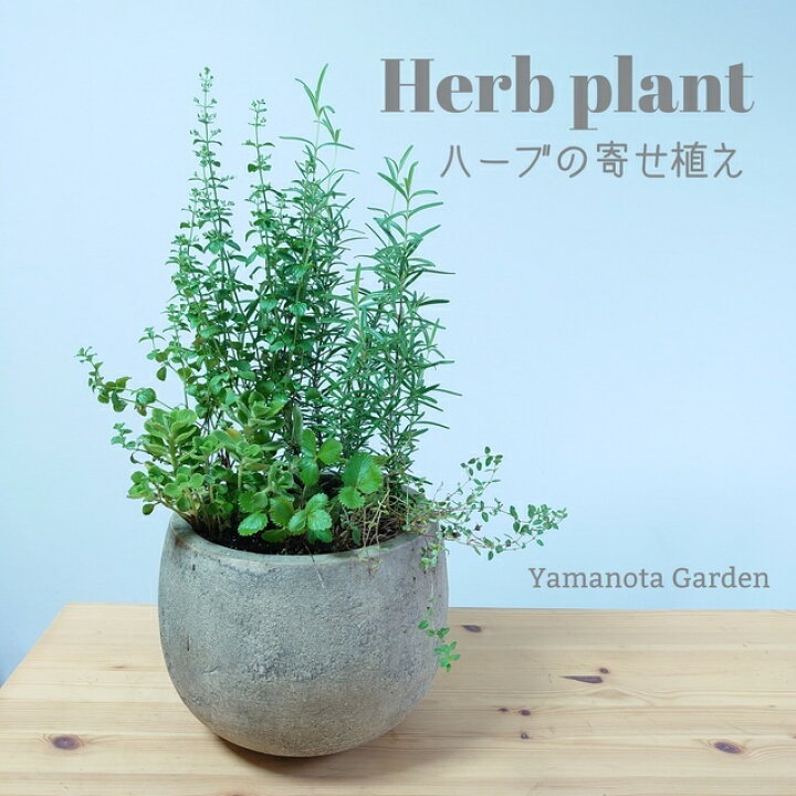 楽天市場 ハーブ 寄せ植え かわいい テラコッタ 敬老の日 5種ハーブ 玄関 エクステリア 庭 ワイルドストロベリー ローズマリー タイム アロマティカス カラミンサ ハーブ料理 虫よけ おしゃれ プレゼント インテリアグリーンやまのたえん 楽天市場 ハーブ 寄せ植え かわいい テラコッタ 敬老の日 5種ハーブ 玄関 エクステリア 庭 ワイルドストロベリー ローズマリー タイム アロマティカス カラミンサ ハーブ料理 虫よけ おしゃれ プレゼント インテリアグリーンやまのたえん