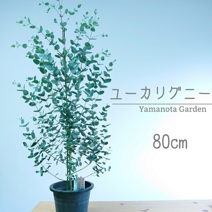 楽天市場 ユーカリ グニー 80cm 90cm 苗木 オージープランツ 植木 シンボルツリー 通販 大型 国産 常緑 高木 かわいい おしゃれ 人気 切り花 ドライフラワー 庭木 インテリアグリーンやまのたえん