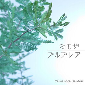 楽天市場 ミモザ 苗 植木 ガーデニング 農業 花 ガーデン Diyの通販