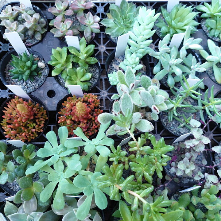 楽天市場 多肉植物 ３個セット 寄せ植え おしゃれ ２号人気 観葉植物 ギフト 誕生日 かわいい インテリアグリーン インドアグリーン インテリア雑貨 インテリア 安い 多肉 インテリアグリーンやまのたえん