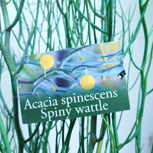 玄関 植木 おしゃれの人気商品 通販 価格比較 価格 Com 玄関 植木 おしゃれの人気商品 通販 価格比較 価格 Com