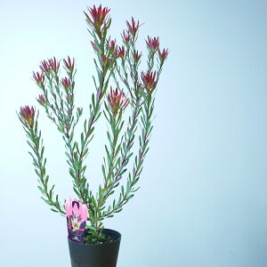 オージープランツ リューカデンドロン【エイミー】5号 大苗 オージーガーデン 希少 珍しい  かわいい 人気 インテリアグリーン インドアグリーン