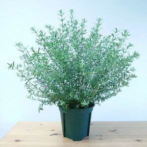 ハーブ 植木の人気商品 通販 価格比較 価格 Com