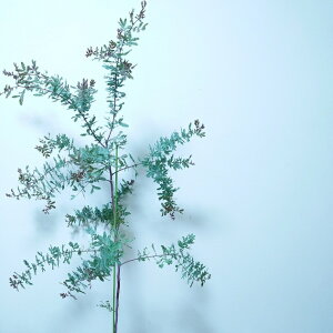 玄関 植木 おしゃれの人気商品 通販 価格比較 価格 Com 玄関 植木 おしゃれの人気商品 通販 価格比較 価格 Com