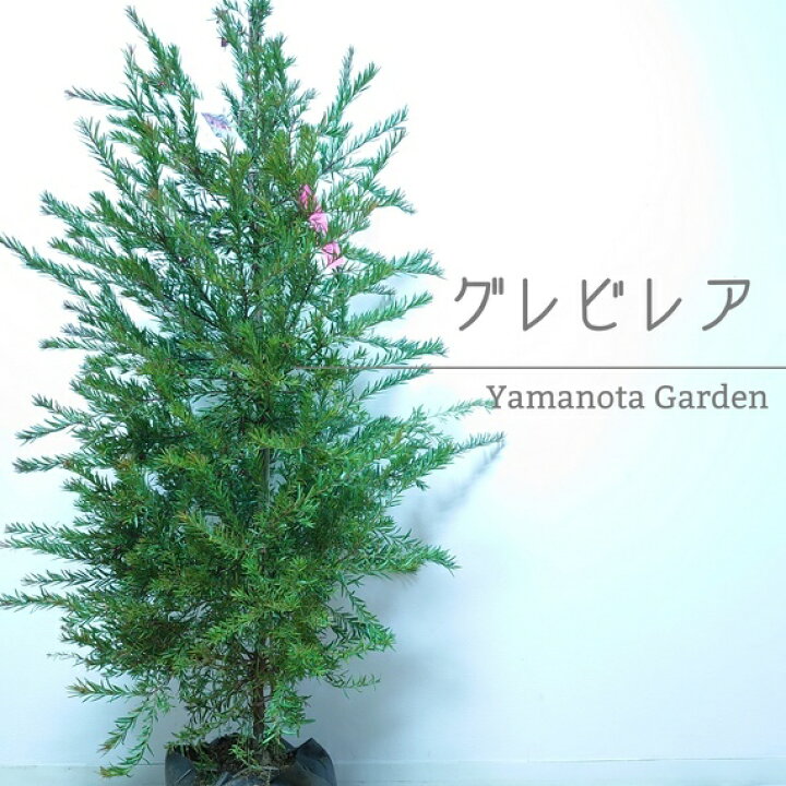 楽天市場 グレビレア 大型 植木 シンボルツリー 1cm前後 おしゃれ かわいい 育てやすい 常緑 インテリア 庭木 玄関 植木 店舗 オージープランツ オージーガーデン インテリアグリーンやまのたえん 楽天市場 グレビレア 大型 植木 シンボルツリー 1cm前後 おしゃれ かわいい 育てやすい 常緑 インテリア 庭木 玄関 植木 店舗 オージープランツ オージーガーデン インテリアグリーンやまのたえん