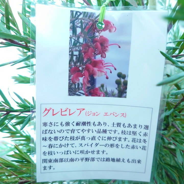 楽天市場 グレビレア 大型 植木 シンボルツリー 1cm前後 おしゃれ かわいい 育てやすい 常緑 インテリア 庭木 玄関 植木 店舗 オージープランツ オージーガーデン インテリアグリーンやまのたえん 楽天市場 グレビレア 大型 植木 シンボルツリー 1cm前後 おしゃれ かわいい 育てやすい 常緑 インテリア 庭木 玄関 植木 店舗 オージープランツ オージーガーデン インテリアグリーンやまのたえん