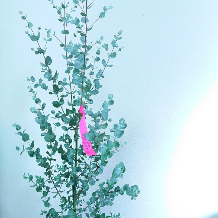 楽天市場 ユーカリ グニー 100cm 苗木 オージープランツ 植木 シンボルツリー 通販 大型 国産 常緑 高木 かわいい おしゃれ 人気 切り花 ドライフラワー 庭木 インテリアグリーンやまのたえん