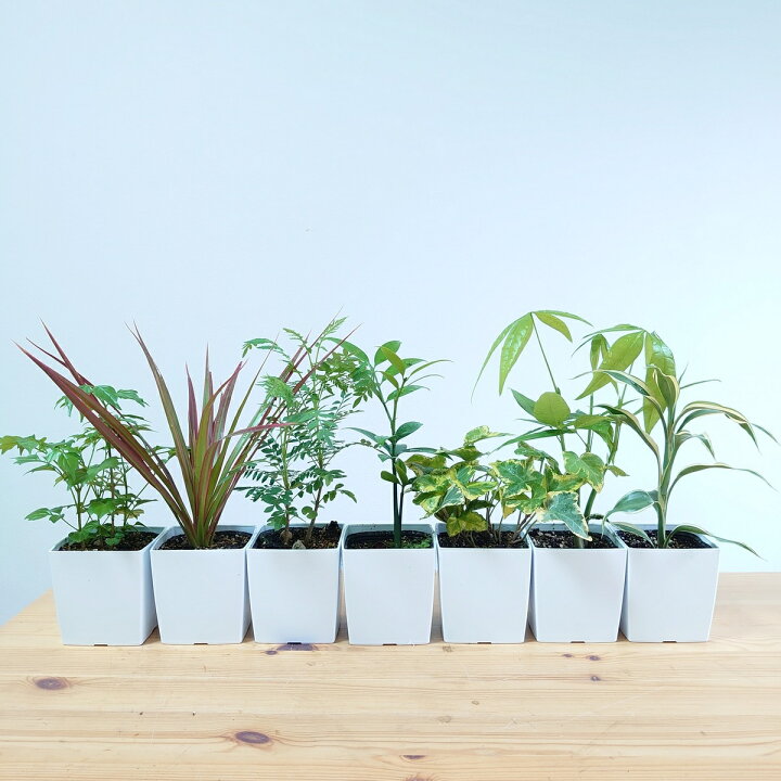 楽天市場 ミニ観葉 7種セット 観葉植物 苗 かわいい インテリアグリーン パキラ ドラセナ フィカス 玄関 窓際 キッチン トイレ インテリアグリーンやまのたえん