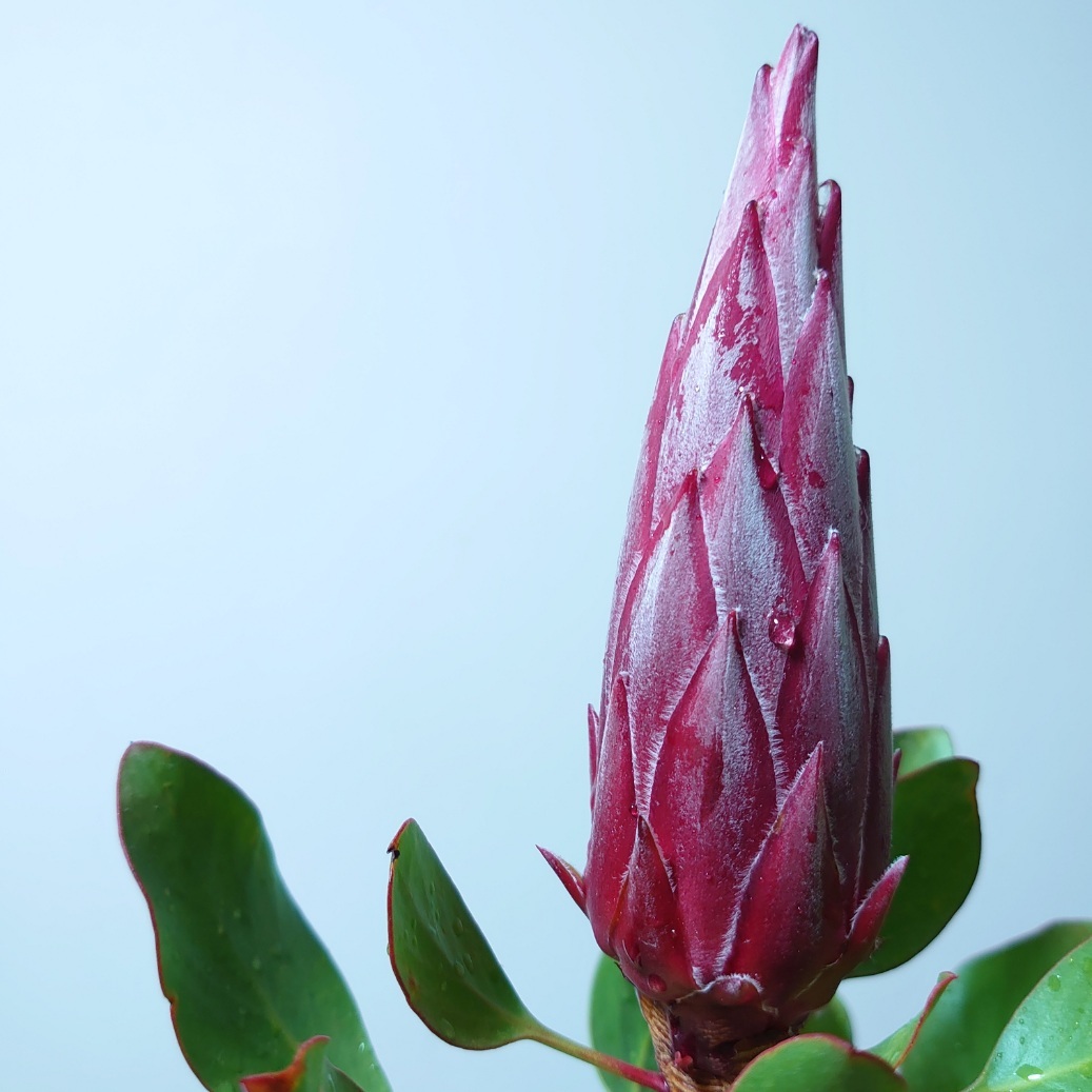 キングプロテア　プロテア【リトルプリンス】珍しい　超希少　オージープランツ　ネイティブプランツ　植物　苗　40cm　ガーデニング　おしゃれ　かわいい　 人気　国花 | インテリアグリーンやまのたえん