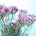 ジョーイセルリア　カルメン　ネイティブプランツ　5号　苗　30センチ　ガーデニング　おしゃれ　かわいい　人気　インテリアグリーン　インドアグリーン　珍しい　植物