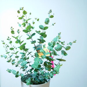 観葉植物 切り花の人気商品 通販 価格比較 価格 Com