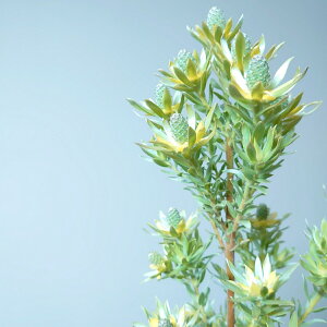 ネイティブプランツ　リューカデンドロン【コニカムイエロー】5号　大型　90cm　オージープランツ　苗　珍しい　植木　植物