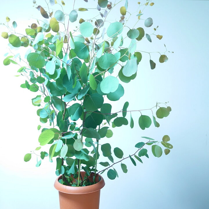 楽天市場 ユーカリ ポポラス 1cm 苗木 植木 シンボルツリー 通販 大型 国産 常緑 高木 かわいい おしゃれ 人気 切り花 ドライフラワー 庭木 植木 インテリアグリーンやまのたえん
