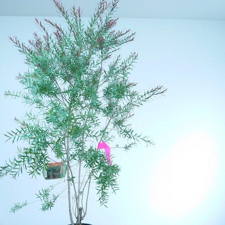 楽天市場 メラレウカレッドジェム 110cm ティーツリー 観葉植物 シンボルツリー 植木 おしゃれ 赤芽 通販 常緑 インテリア 庭木 オージープランツ オージーガーデン メラリュウカ インテリアグリーンやまのたえん