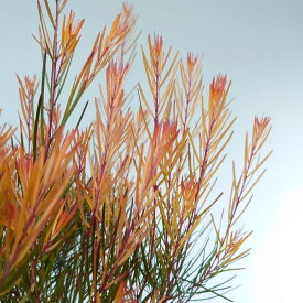 アカシア　フェニックスゴールド【60cm】珍しい木　オージープランツ　苗木　大型　苗　おしゃれ　シンボルツリー　常緑　かわいい　玄関　庭木　植木