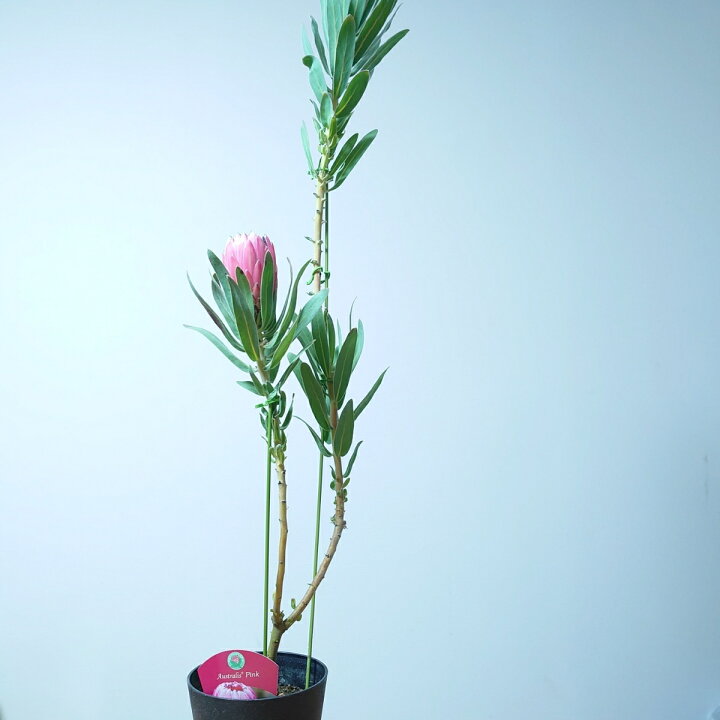 楽天市場】プロテア【オーストラリスピンク】珍しい 超希少 大苗 