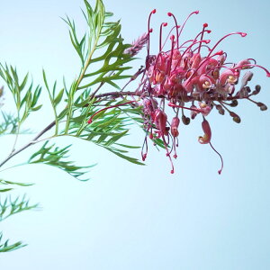 ԉtIOrAyrS[hzI[W[vc@6@c@劔@I[W[K[f@Z`@󏭁@@킢