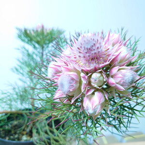 W[CZA@veBsN@lCeBuvc@5@c@40Z`@K[fjO@@킢@lC@CeAO[@ChAO[@@A