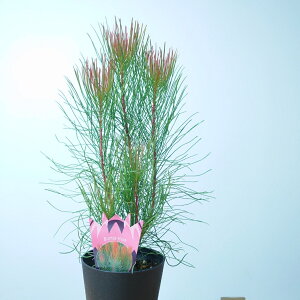 オーラックス【ブロンズヘイズ】オージープランツ ネイティブプランツ 5号 大苗 大株 オージーガーデン 70センチ 希少 珍しい かわいい