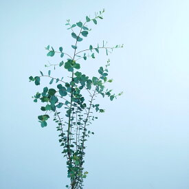 ユーカリ【デシピエンス】オージープランツ　観葉植物　常緑　かわいい　おしゃれ　オージーガーデン　植木 シンボルツリー　中型　銀葉　人気　庭木　70cm