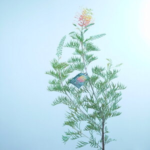 グレビリア ピーチアンドクリーム オージープランツ 5号 大苗 大株 オージーガーデン 70センチ  希少 珍しい  かわいい