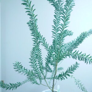 yAJVA@u[ubVzI[W[vc@@^@ϗtA@{^jJ@΁@ 110cm@CeA@O@@@킢@؁@f