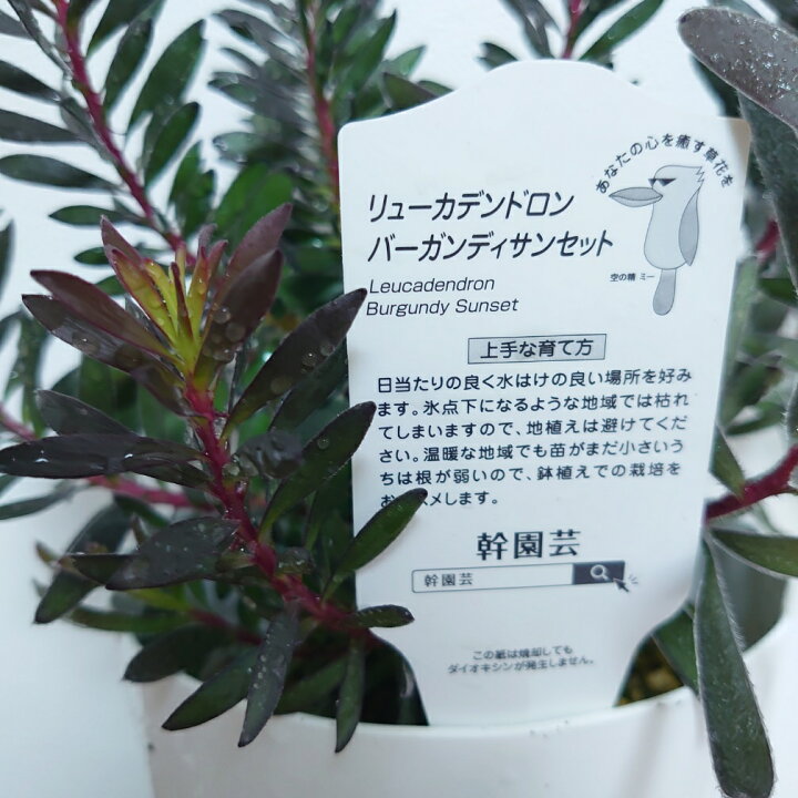 楽天市場】新品種‼オージープランツ リューカデンドロン【バーガンディ 