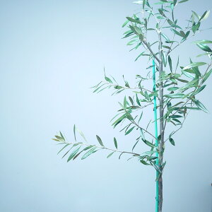 I[u oRj[ 110cm c A V{c[ ʔ ^ Y  ؁@킢  I[V