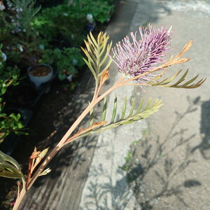 OrA@h[p[v@劔@I[W[vc@5@c@I[W[K[f@90Z`@󏭁@@킢