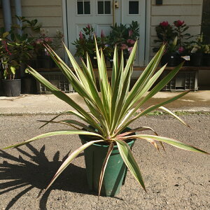 bJ@oGK[^@@7@lC@ϗtA Mtg a 킢 CeAO[ ChAO[ CeAG CeA 