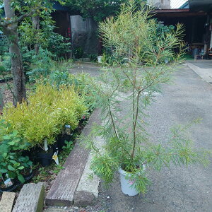 lCeBuvcyoNVA@wAsz8@^@140cm@I[W[vc@c@@A؁@A