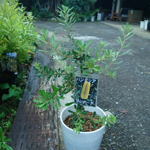 y}Wi[^zlCeBuvc@6@^@40cm@󏭁@I[W[vc@c@@A؁@A