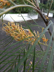 グレべリア【ハニージェム】オージープランツ 5号 オージーガーデン ネイティブプランツ 70センチ 希少 珍しい かわいい