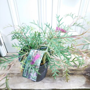 【グレビリアブロンズランバー】オージープランツ 5号 大苗 大株 オージーガーデン 希少 珍しい かわいい