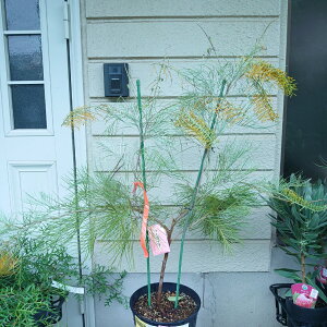 現品配送!グレビリア【ゴールデンレイヤー】オージープランツ ネイティブプランツ 8号 小型 珍しい オージーガーデン 90センチ 希少 珍しい かわいい