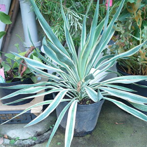 izIbJ@oGK[^@@8@lC@ϗtA Mtg a 킢 CeAO[ ChAO[ CeAG CeA 