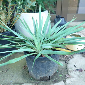 izIbJ@Vo[Ajo[T[@@8@lC@ϗtA Mtg a 킢 CeAO[ ChAO[ CeAG CeA 