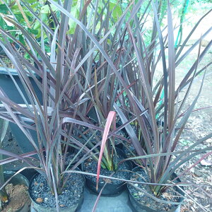 j[TC@t @60@؁@K[fjO@uY[t@@@lC@ΐN@OhJo[@bNK[f