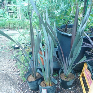 j[TC@劔@jETC@t @100@؁@K[fjO@uY[t@@@lC@ΐN@OhJo[@bNK[f