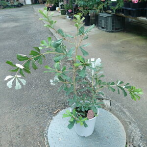 yoNVAR[Xgz50cm@I[W[vc@c@@A؁@A