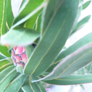 花芽付き!現品配送!プロテア【オーストラリスルビー】珍しい 超希少 大苗 オージープランツ ネイティブプランツ 植物 苗 70cm 7号 かわいい 人気