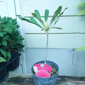 eyAyVfBfB@sNzI[W[vc@lCeBuvc@5@c@I[W[K[f@40Z`@󏭁@@킢