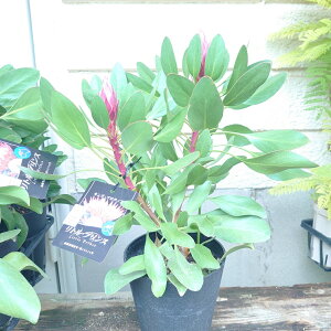 veAygvXz2{@@󏭁@I[W[vc@lCeBuvc@A@c@40cm@K[fjO@@킢@lC@