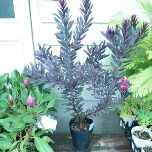 I[W[vc@[Jfhyftz5@lCeBuvc@OhJo[@劔@c@80Z`@K[fjO@@킢@lC