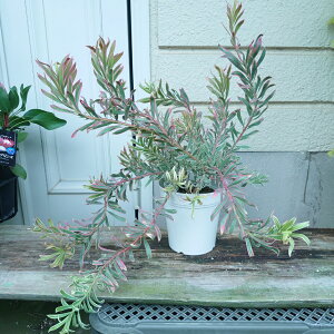 I[W[vc@[JfhyW[W[J[z5@lCeBuvc@OhJo[@劔@c@30Z`@K[fjO@@킢@lC