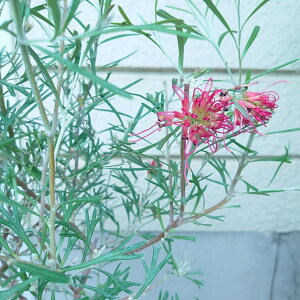 OrA@EBpWF@I[W[vc@5@c@劔@I[W[K[f@50Z`@@󏭁@@@킢