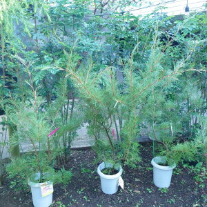 yOrA@i}\z8@140cm@I[W[vc@c@@A؁@A