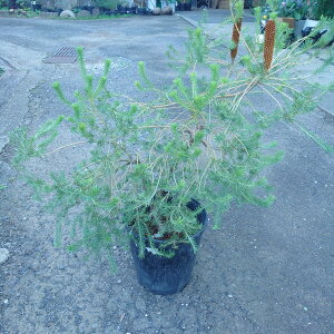 yq[XoNVAzlCeBuvc@8@^@90cm@󏭁@I[W[vc@c@@A؁@A