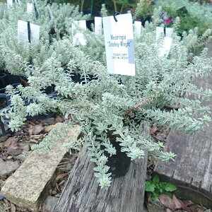 EGXgMAX[L[zCgyz4@OhJo[@c@n[u@񂹐A@Vo[[t@I[XgA[Y}[@h@Β؁@20Z`@K[fjO@